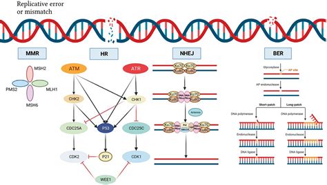 boundlads|Boundless Bio discloses new Chk1 inhibitors for cancer.